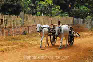 Cambodian Wagons gallery