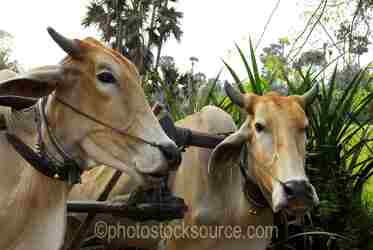 Cambodian Farm Animals gallery