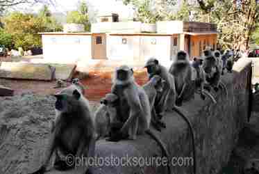 Indian Monkeys gallery